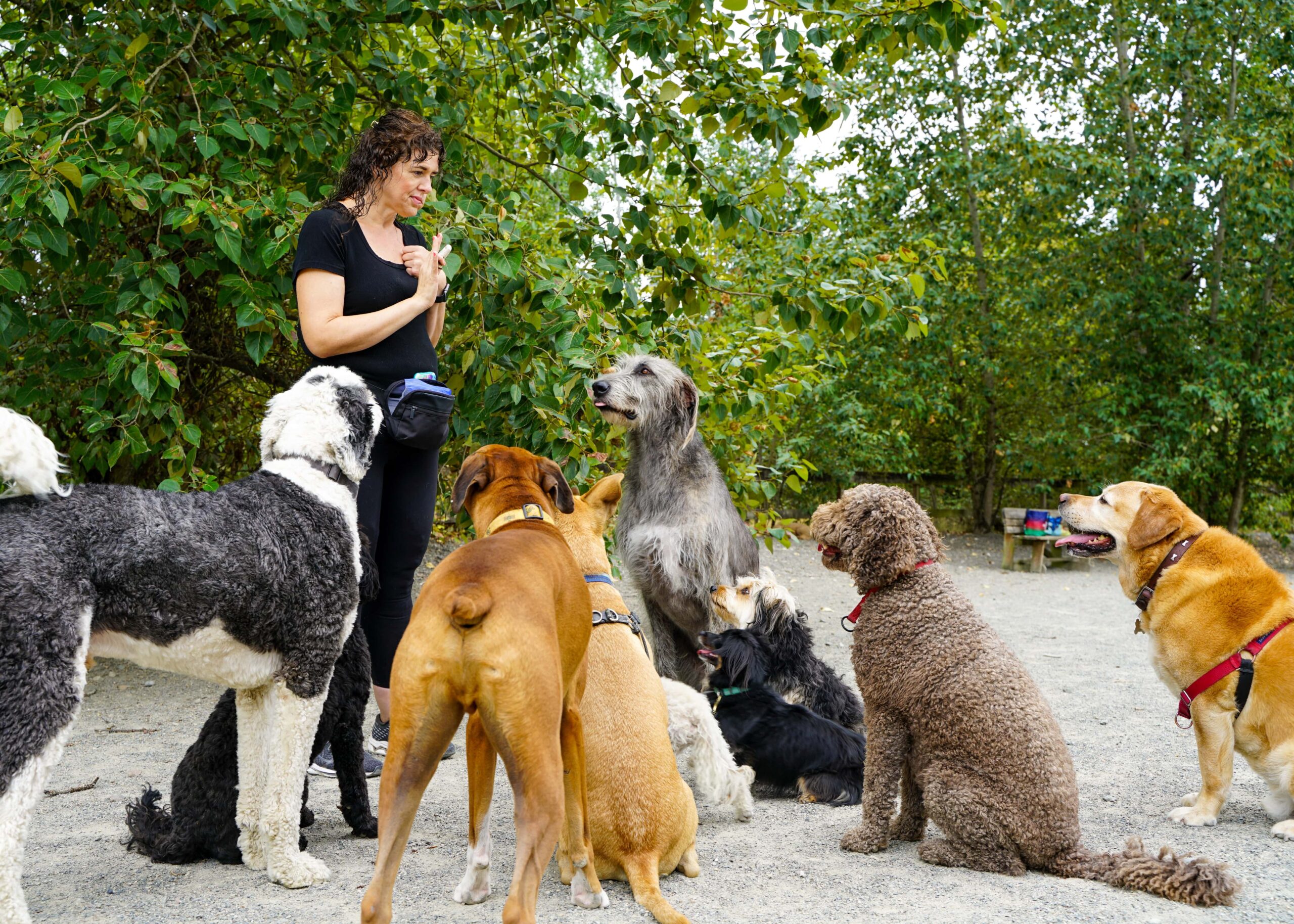 Ashley starts a typical weekday by dropping her 13-year-old daughter off at school, and then she starts picking up dogs.
