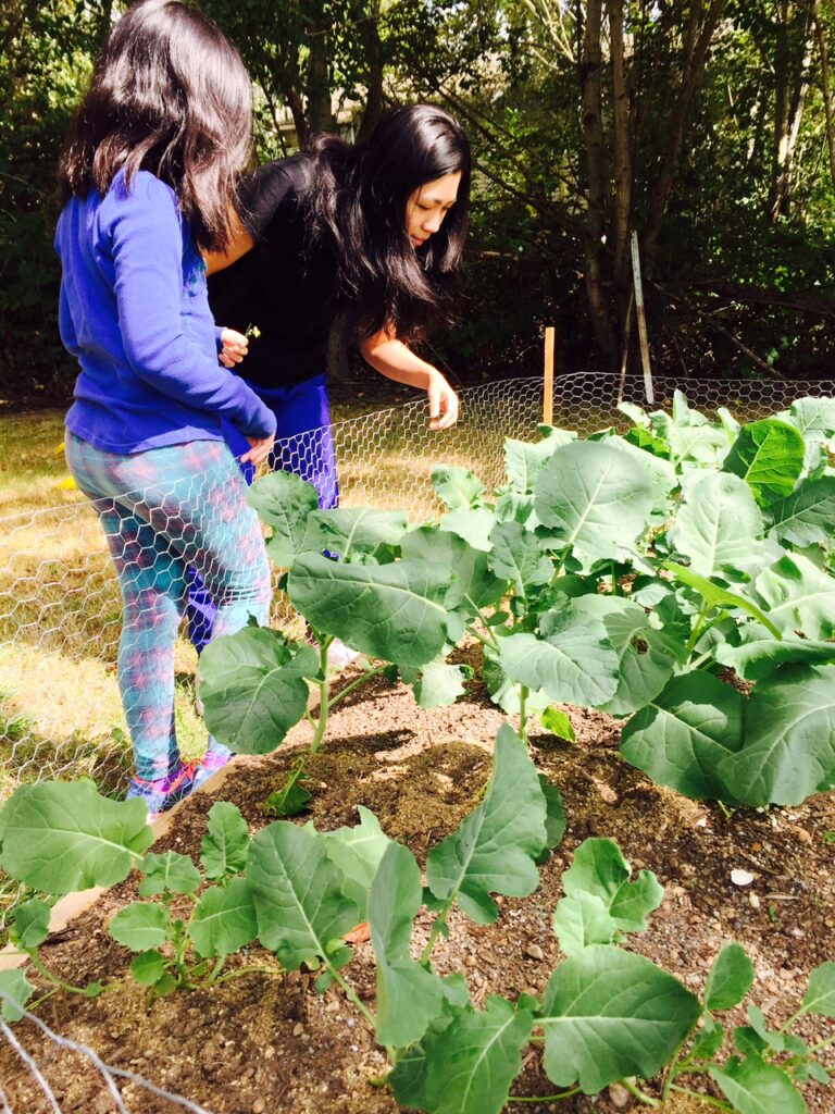 Harvest Program 3 gardening