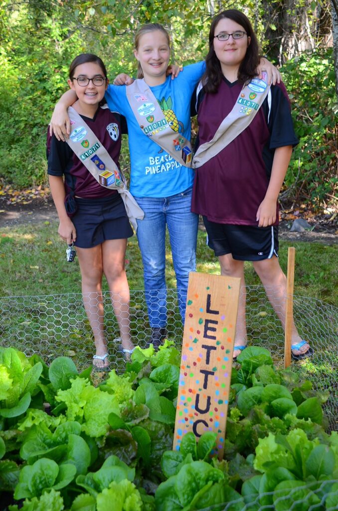 Harvest Program 2 lettuce
