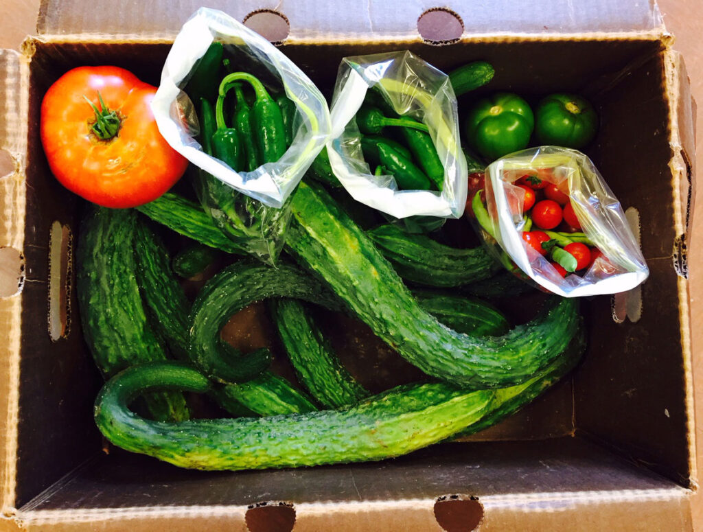 Harvest Program 6 veggies boxed